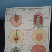 Illustration scolaire les fruits