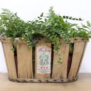 Cagette en bois BASSET