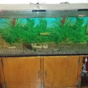 Aquarium 500litres 