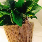 Cache-pot individuel