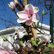 Composition florale · Tulipier - Fleurs et feuillages