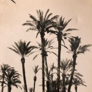 Photo vintage La Palmeraie de Marrakech