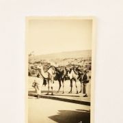 Carte postale ancienne avant 40 Maroc chameaux