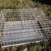 cage transport volaille