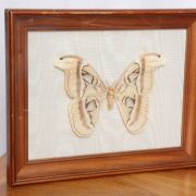 Papillon naturalisé (taxidermie)