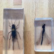 Presse papier insecte