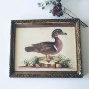 Lithographie canard ancienne encadrée