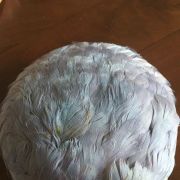 Bibi en plumes années 30