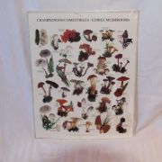 Affiche vintage cueillette des champignons