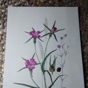 Planche botanique vintage années 50