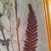 Cadres parchemin et fleurs séchées 