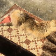 Tour de cou en peau d animaux