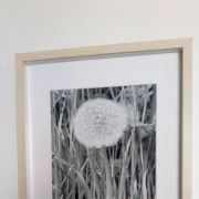 Photo décoration Encadrée Forêt de Rambouillet Printemps 