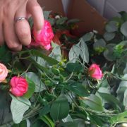 Décoration florale mariage 