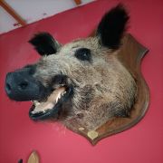 Trophée de sanglier 