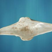 Centre de table Murano vintage 