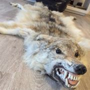Tapis loup
