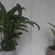 Set coupelles a dessert et plat de service arcopal anais