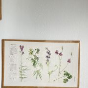 Planches botaniques x3