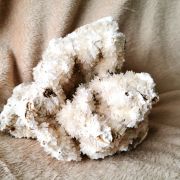 Corail Blanc Fossilisé – 1,628 kg