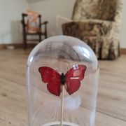 Cloche avec un papillon vintage rouge