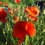 Le boudoir d'Opaline