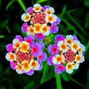 Lantana