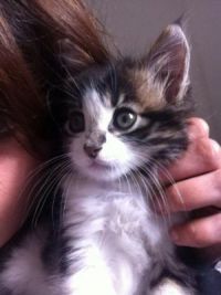 Vide-dressing Chatellerault