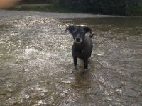 Vide grenier de Montfavet au profit des animaux