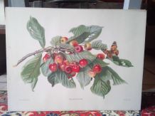 Belle impression Carlos von riefel pinx - "Prunus Avium"