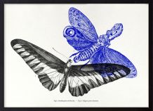 Gravure lithographie papillon insecte