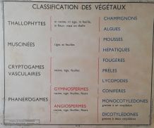 Affiche scolaire vintage 