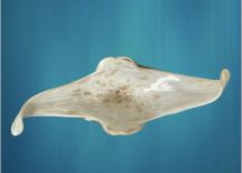 Centre de table Murano vintage 