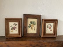 Trio  de cadres  botanique vintage