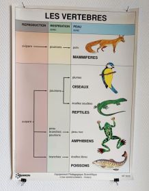 Affiche vintage scolaire pédagogique "Les vertébrés" 