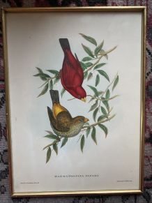 Cadre ornithologique de J&amp;E Gould.