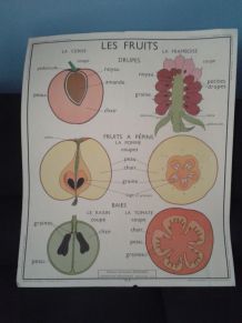 Illustration scolaire les fruits