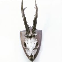 Trophée ancien de chevreuil 