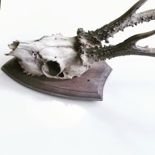 Trophée ancien de chevreuil 