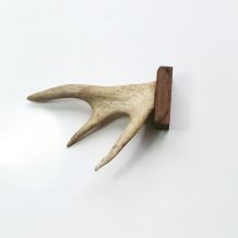 Ancienne corne de chevreuil sur support bois