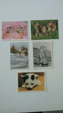 Lot de cartes postales chats