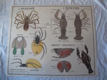 Affiche pédagogique scolaire Rossignol école