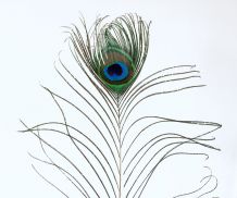 PLUME DE PAON TRÈS GRANDE N°1