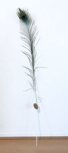 PLUME DE PAON TRÈS GRANDE N°2
