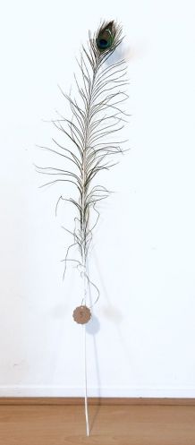 PLUME DE PAON TRÈS GRANDE N°3