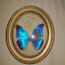 Papillon bleu naturalisé ancien cabinet curiosité