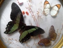 cadre bombé ,papillons naturalisés