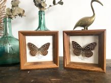 Duo de cadres papillons naturalisés