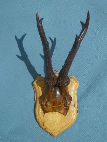 Trophée de chasse cornes chevreuil sur support