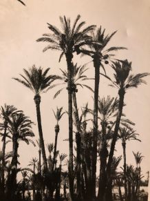 Photo vintage La Palmeraie de Marrakech